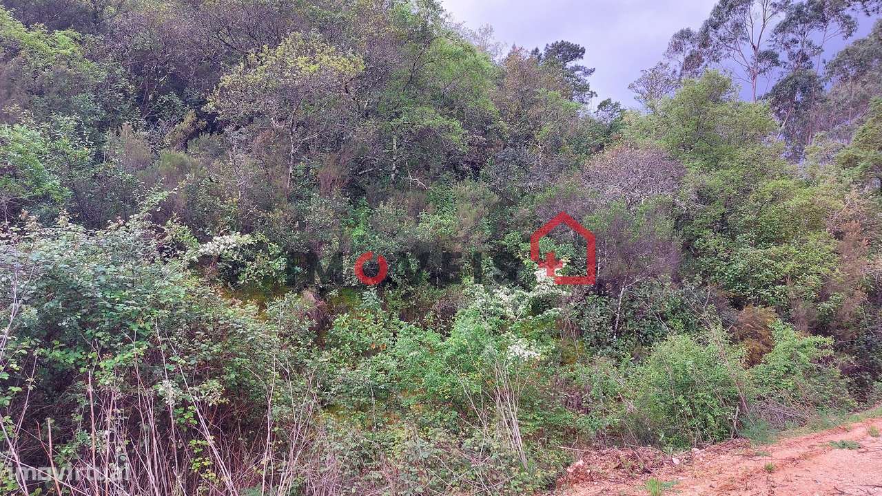 Terreno Agrícola com alguma árvores de fruto - Grande imagem: 4/5