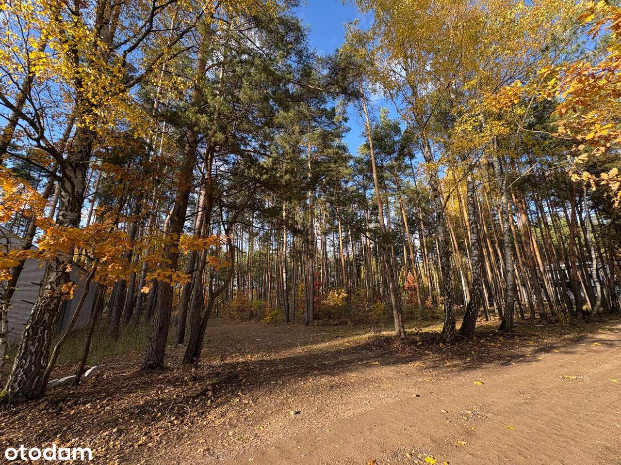 Wyjątkowa leśna działka z prawem do zabudowy - Pełny obrazek: 3/9