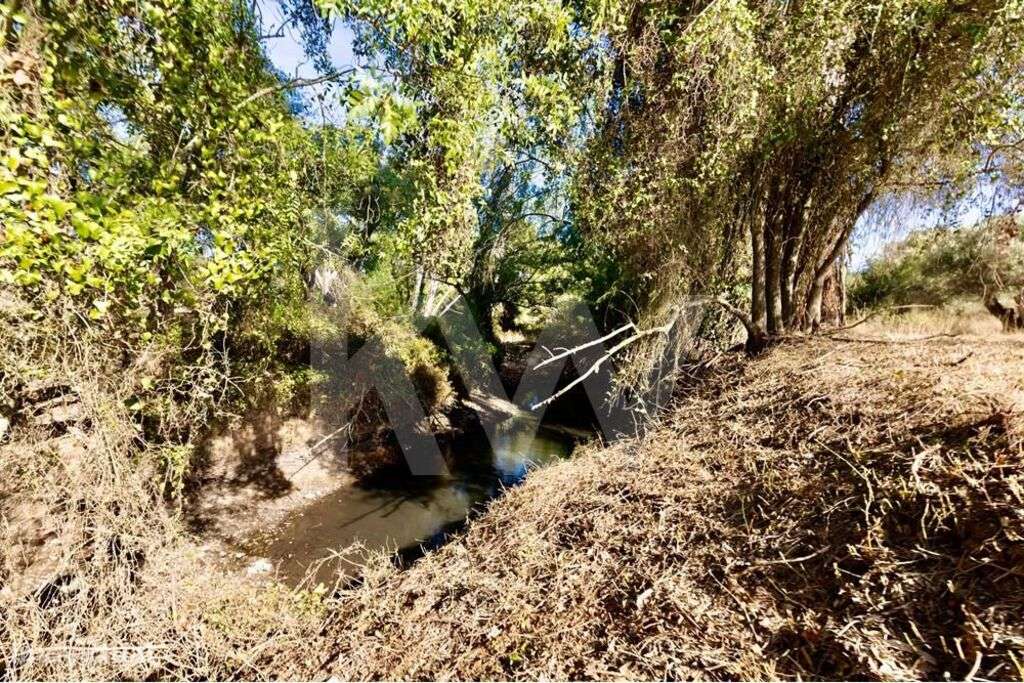 Olival centenário em terreno agrícola na várzea de Grândola - Grande imagem: 2/25