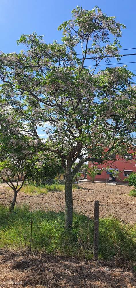 Quinta  5000m2 Viver no Campo Com a Cidade Por Perto Passil Alcochete-45