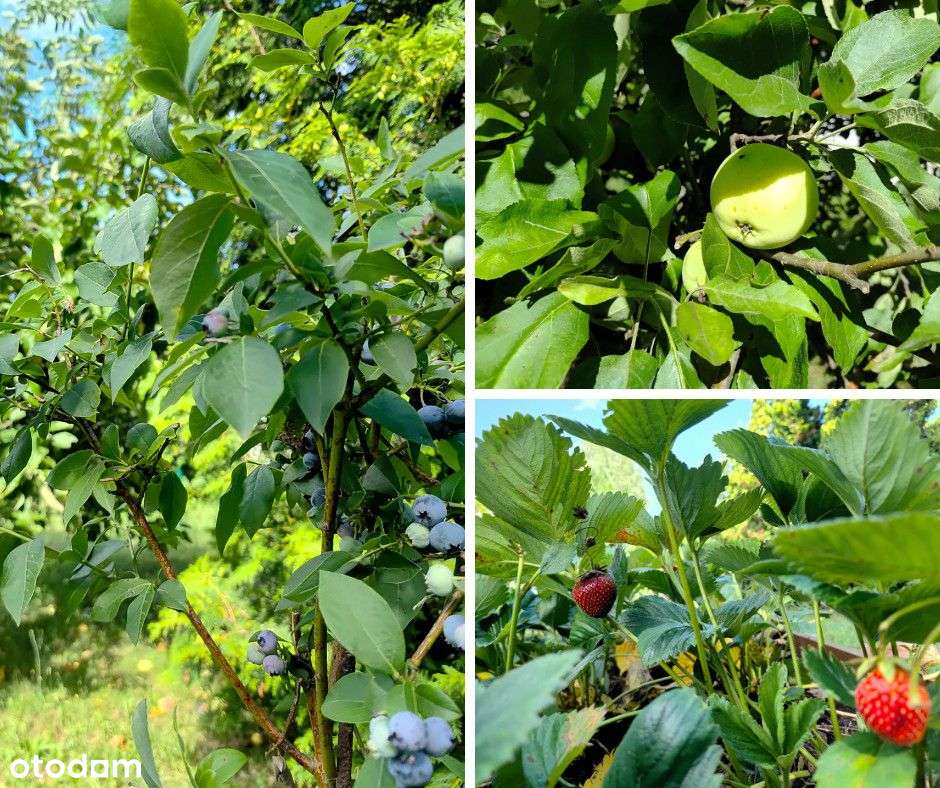 Działka z murowanym domkiem.-14