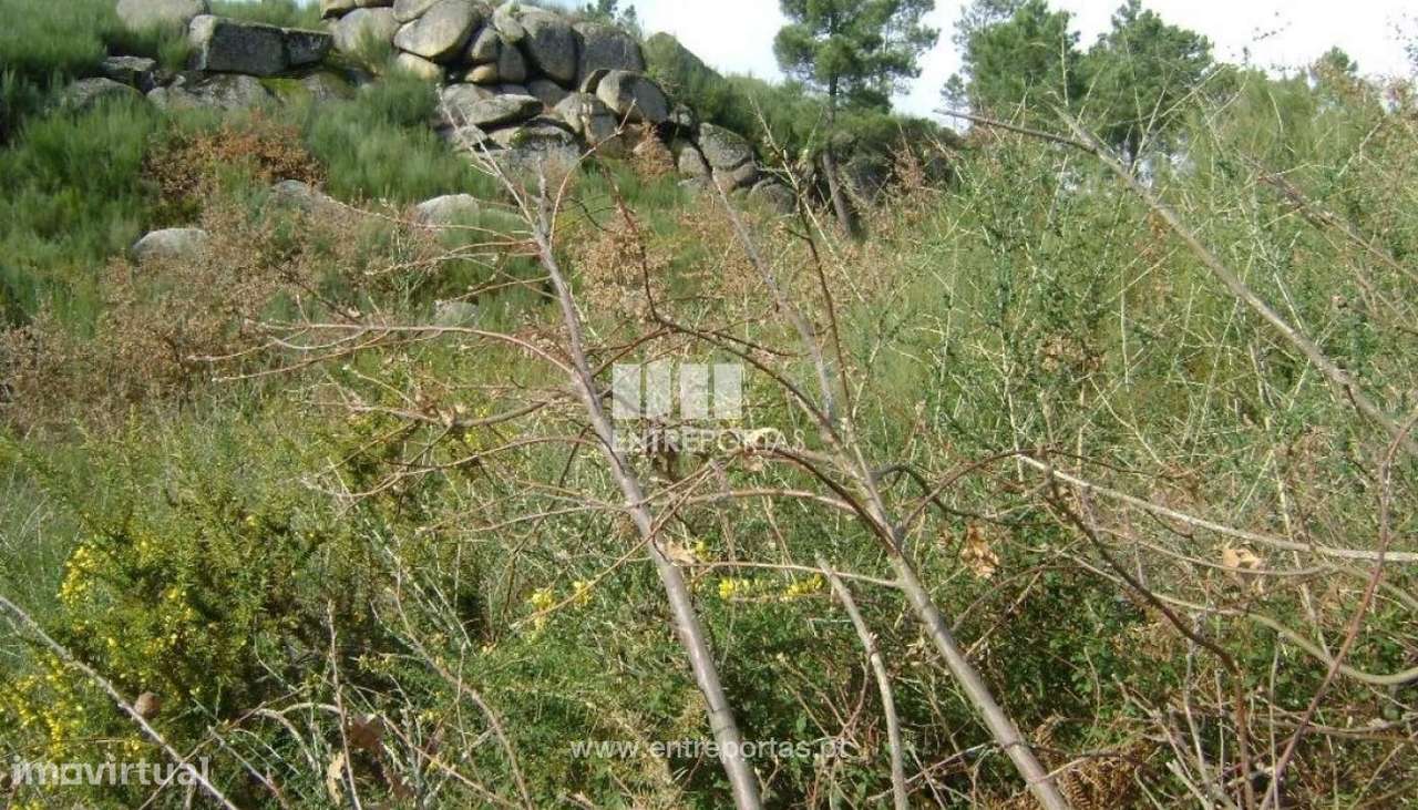 Venda Terreno, Tabuado, Marco de Canaveses - Grande imagem: 3/7