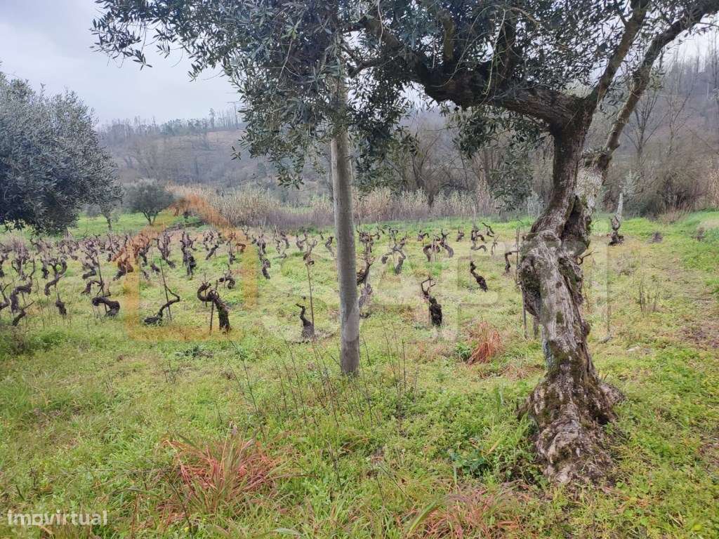 Terreno para Construção de Moradia em Ourem - Grande imagem: 3/12