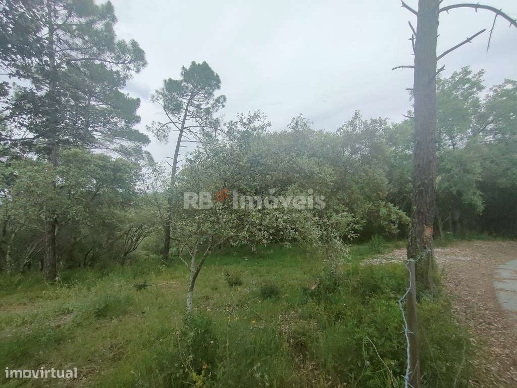 Terreno Rústico c/ 12400m2 - Pedreira, Tomar - Grande imagem: 4/14