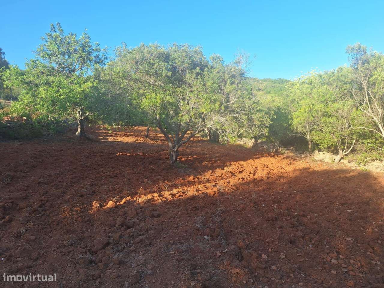 Terreno Rústico a 10km de Estoi-7