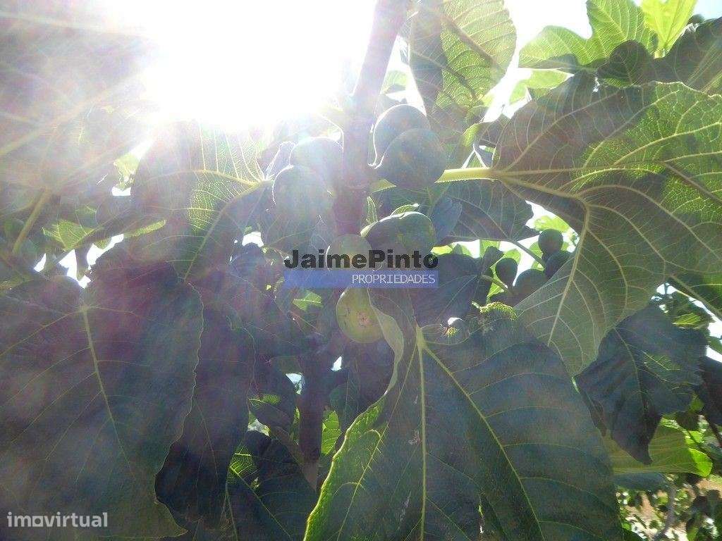 150.000m2 com Figueiras Biológicas, em Trás-os-Montes. Portugal, Mi... - Grande imagem: 3/9