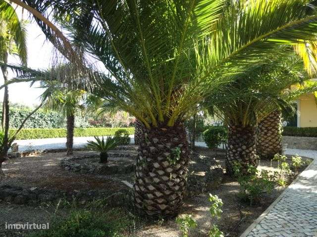 Quinta T/7 Cartaxo-30