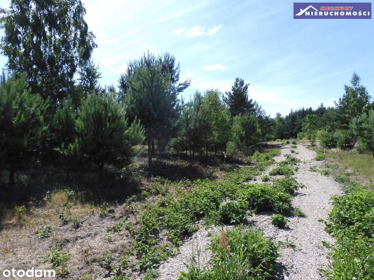 Duża działka w sąsiedztwie lasu. - Pełny obrazek: 5/8