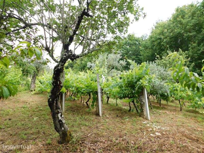 Terreno Rústico / Seia, Santiago - Grande imagem: 3/20