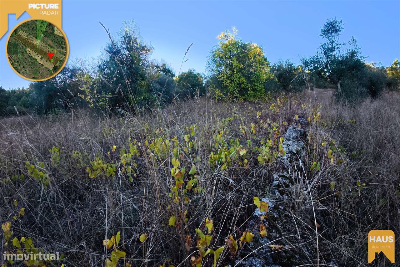Terreno Rústico 2.300m² c/ Muros de Pedra – Juncal do Campo-5