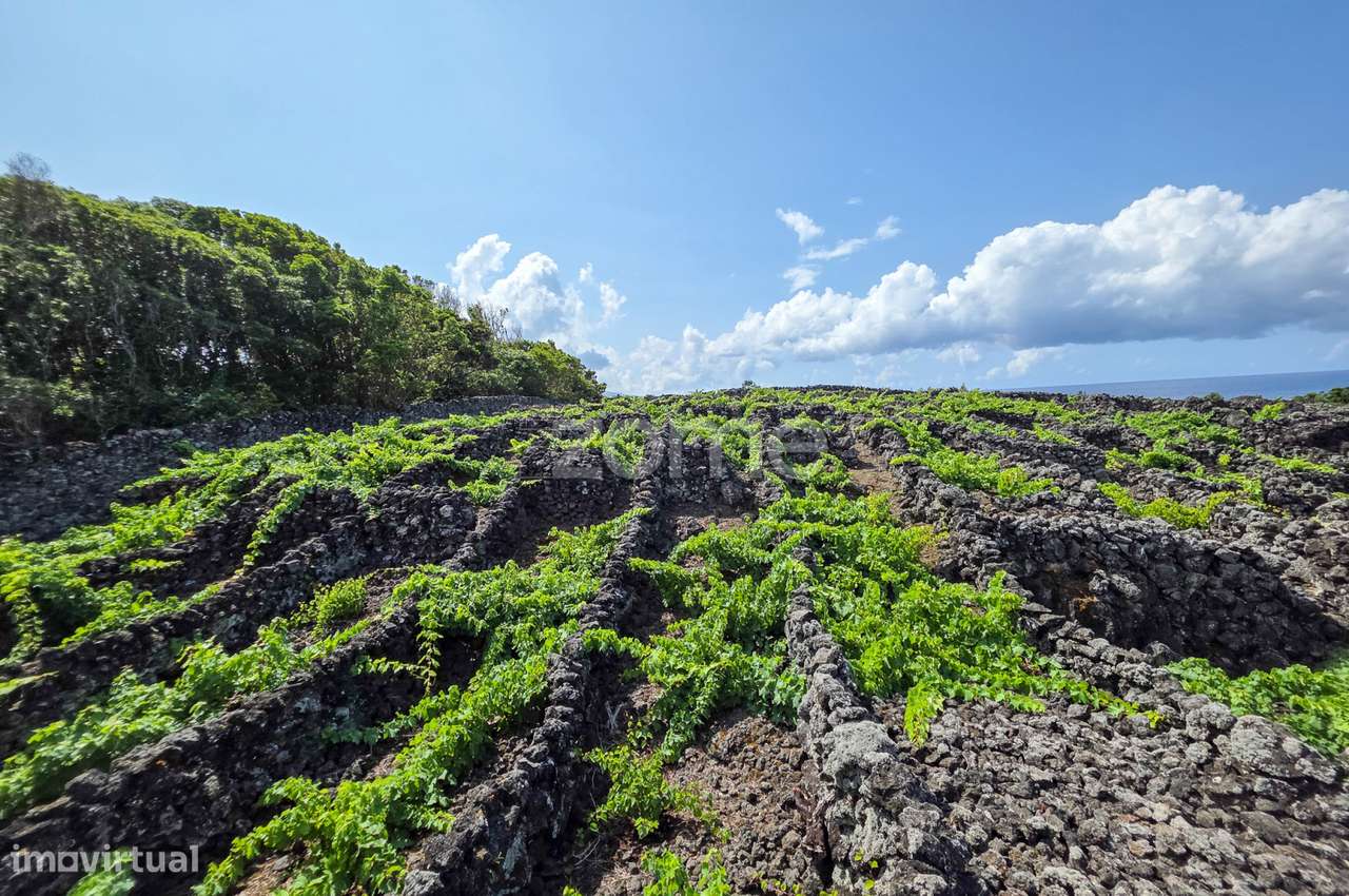 Terreno Rústico com vinha na Madalena, na Ilha do Pico - Grande imagem: 5/26