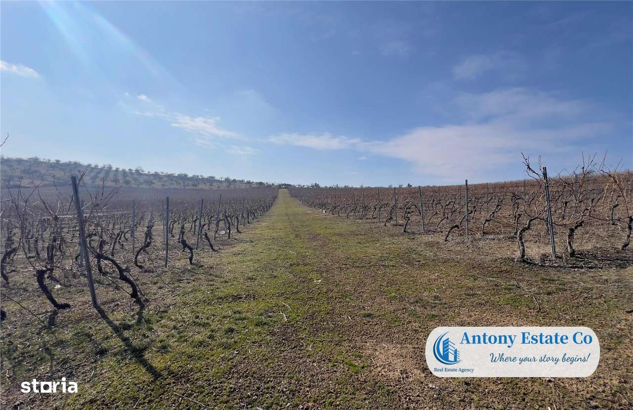 Oportunitate de investitie, Ferma Padurea Galbena  - Cehal, Marghita - Imagine principală: 3/14