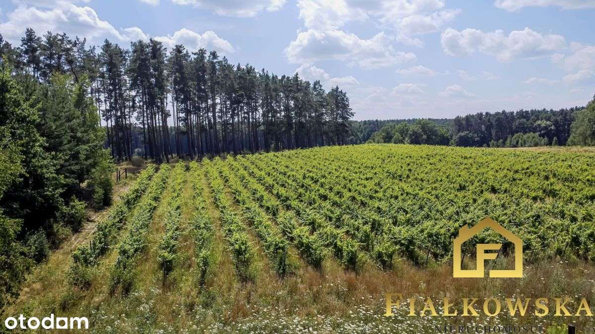 Działka rolna z istniejącą winnicą - Łaz-1