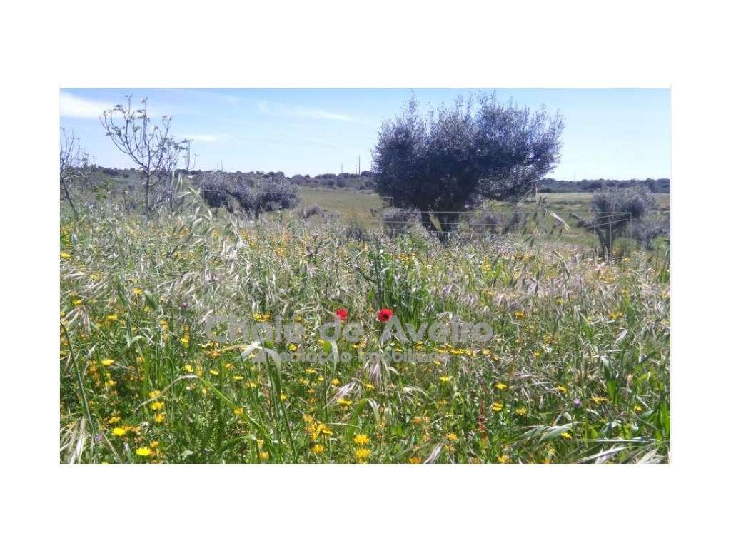 Herdade em Portalegre Com 200 Oliveiras (Nisa)-12