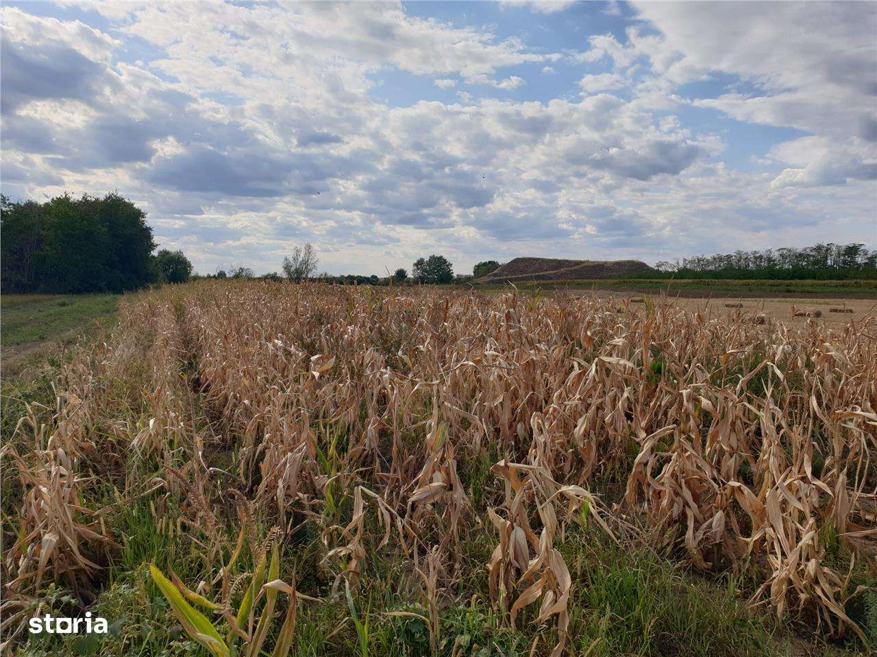 Teren extravilan in Santion - Imagine principală: 3/3