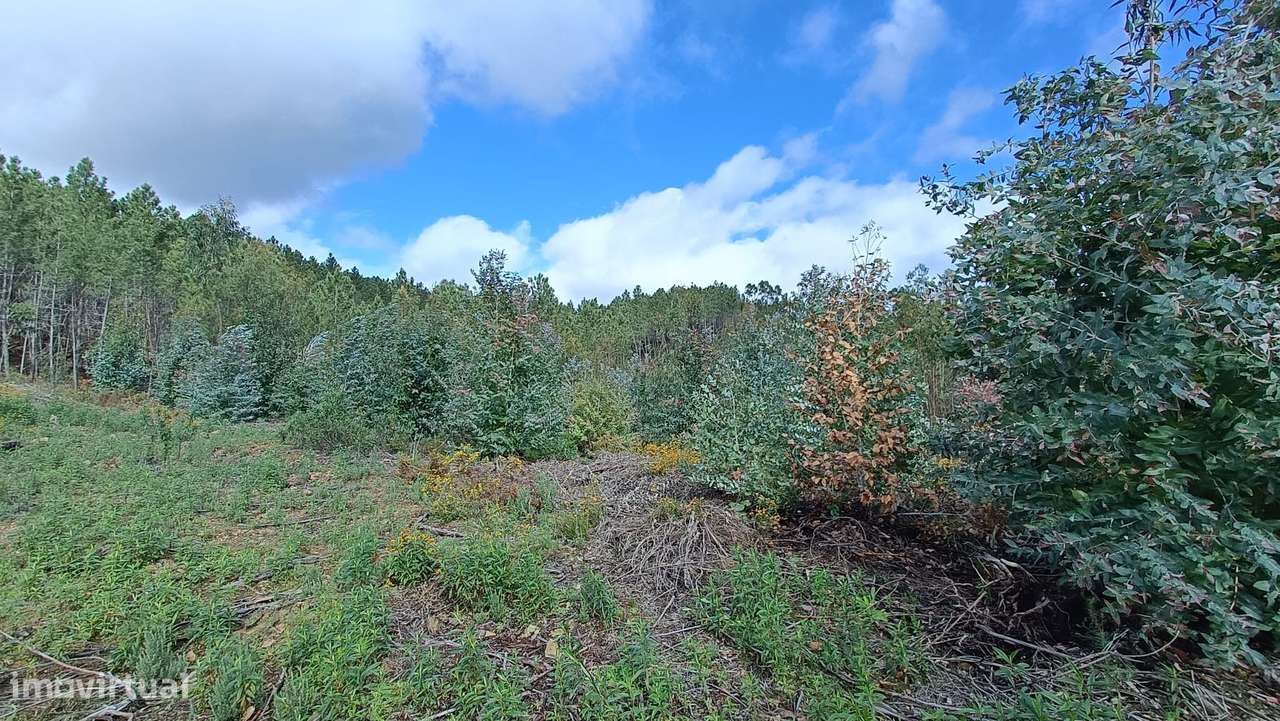 Terreno Rústico - Lameiros - Proença a Nova - Grande imagem: 2/4