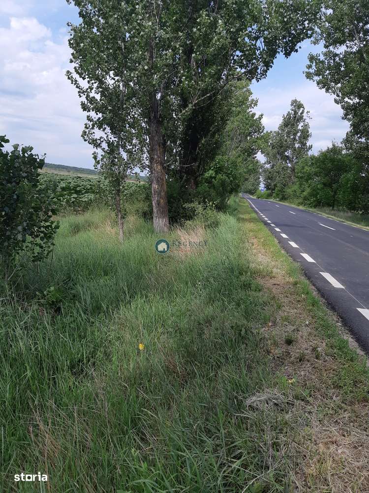 Teren Silistea Snagovului 10.000 mp intravilan+extravilan-0