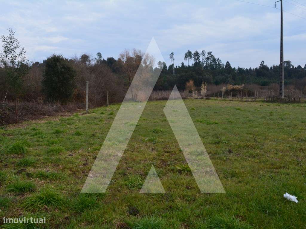 Terreno Rústico em Anadia - Grande imagem: 5/14