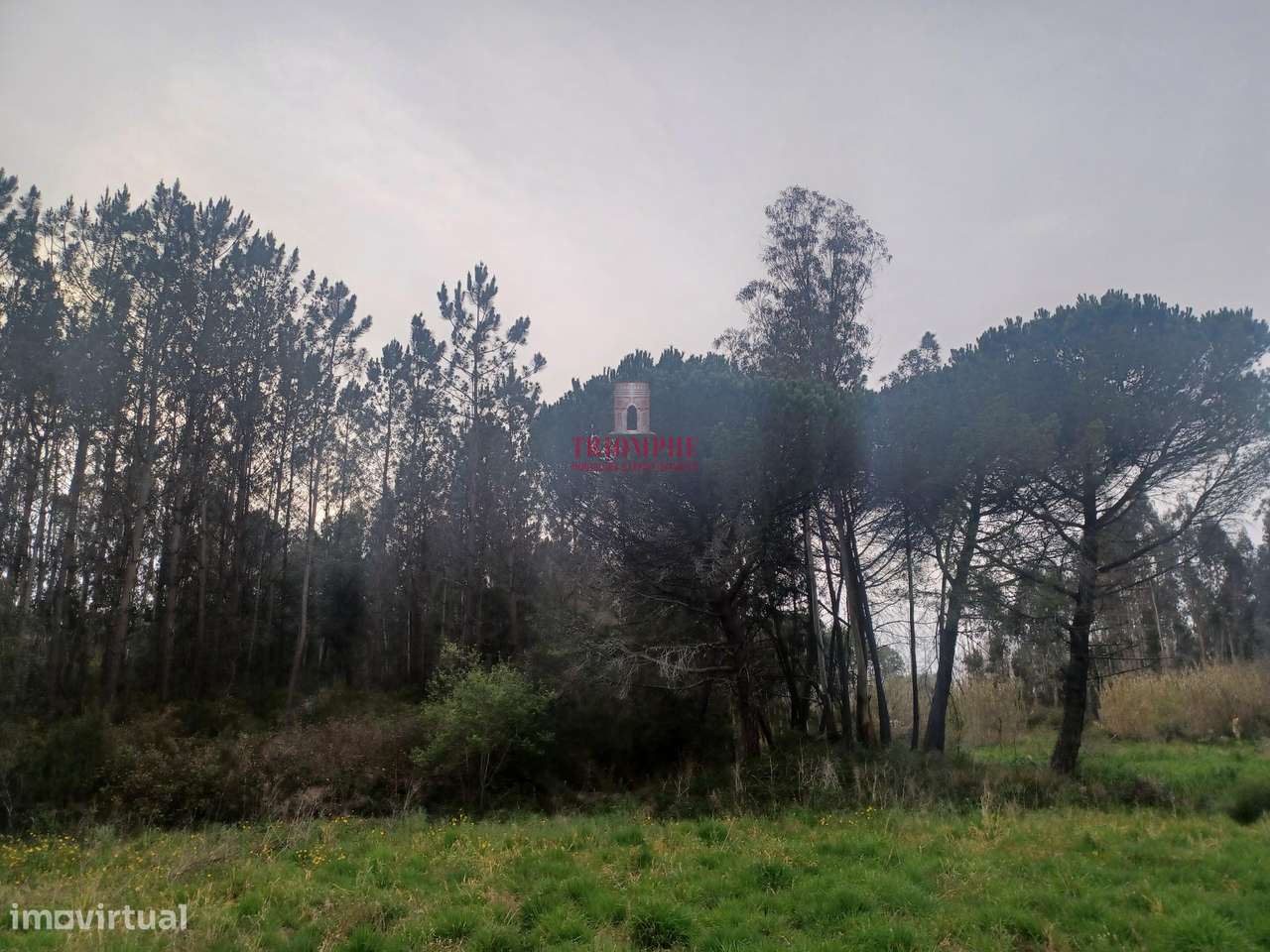 Terreno Rústico C/Poço 1.716m2 Amor Leiria - Grande imagem: 5/10