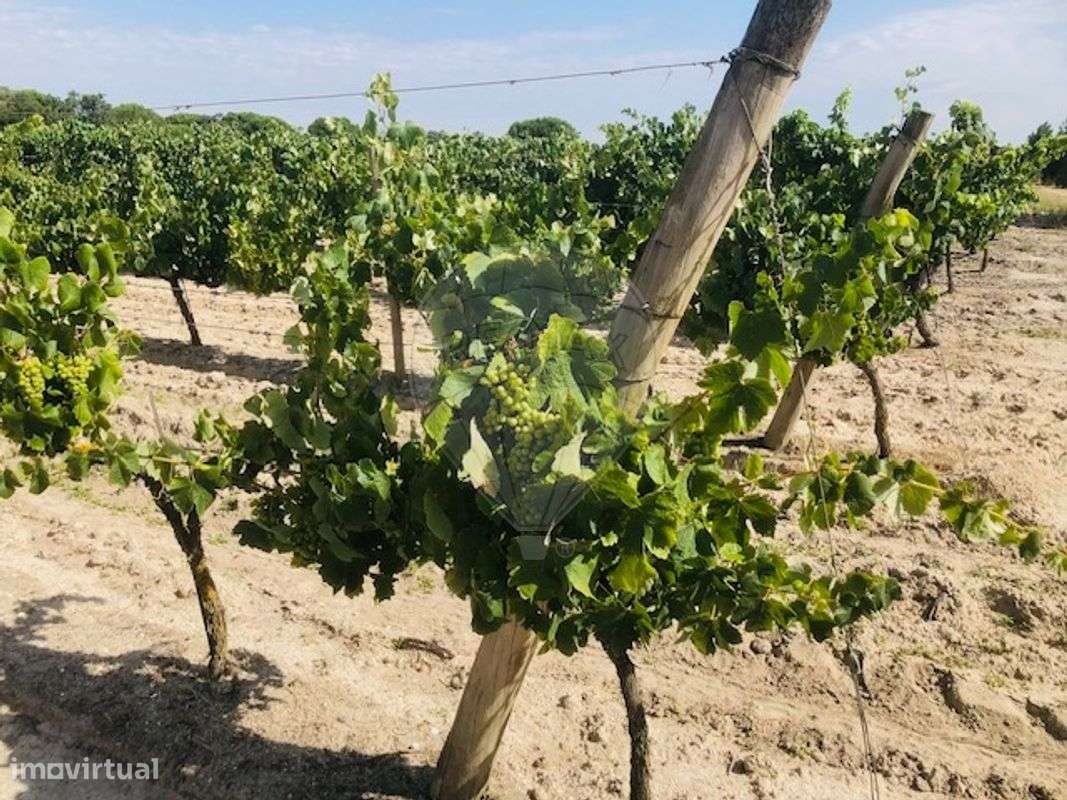 Terreno  para venda - Grande imagem: 4/6