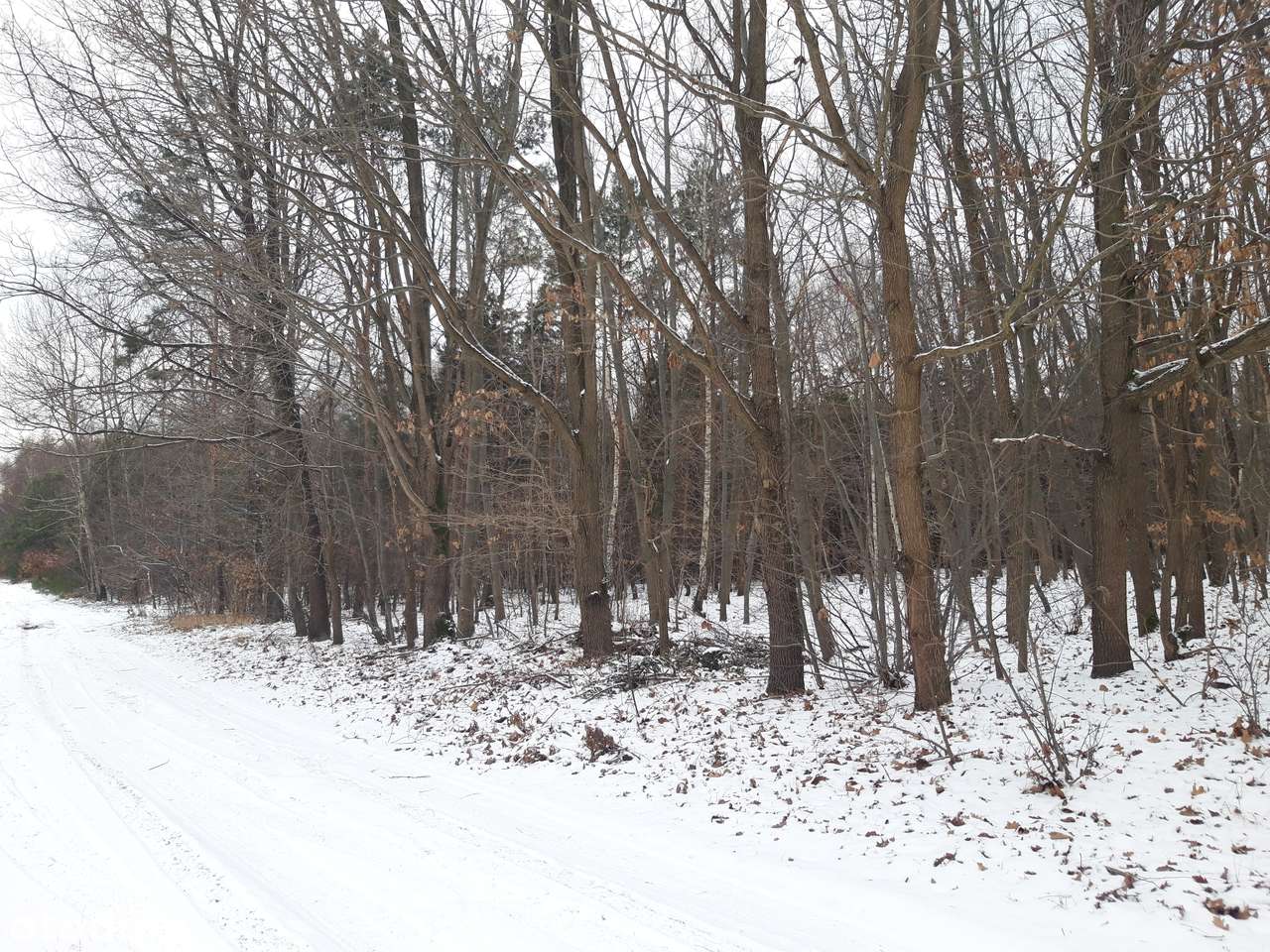 Piękna działka 7 km od Kazimierza - Pełny obrazek: 5/5