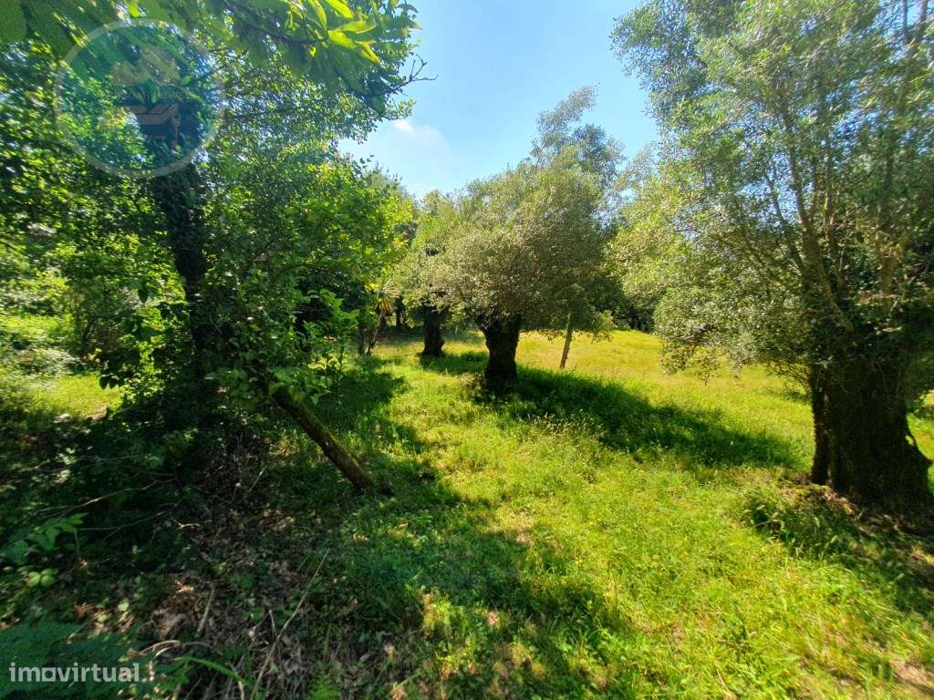 Quinta à venda para restauro em Arroteia freguesia de Rossas-42