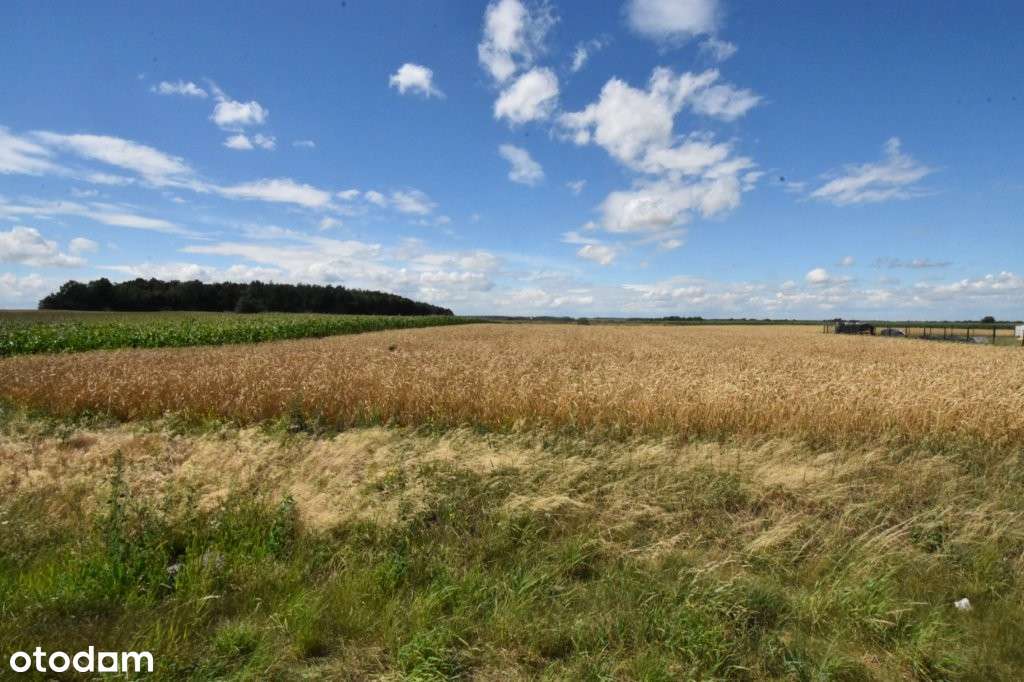 Działka  budowlana - Czarnolas - Pełny obrazek: 4/8