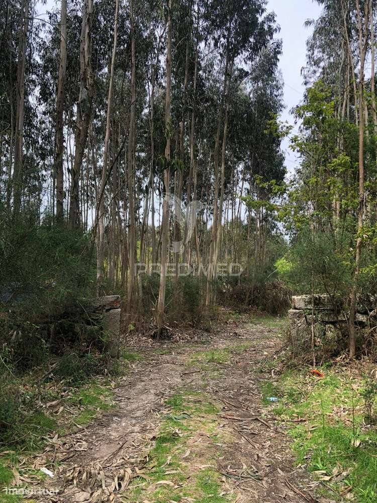 Terreno Rústico - Grande imagem: 4/9