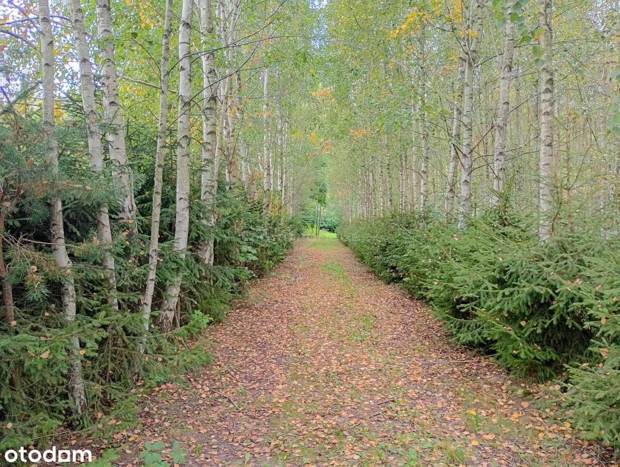 Działka z domkiem i stawem  Kierwiny, Warmia - Pełny obrazek: 4/19