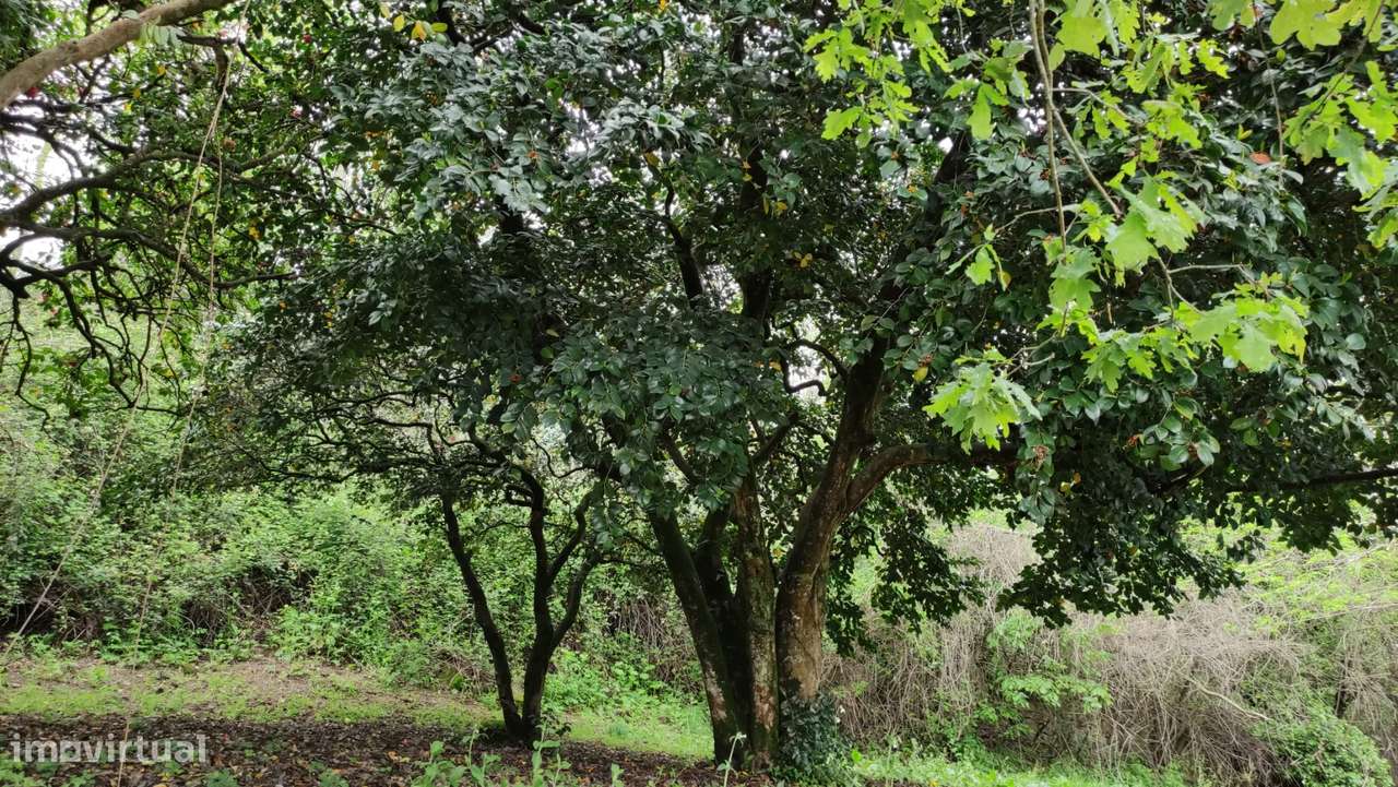 Quinta  Venda em Penhalonga e Paços de Gaiolo,Marco de Canaveses-39