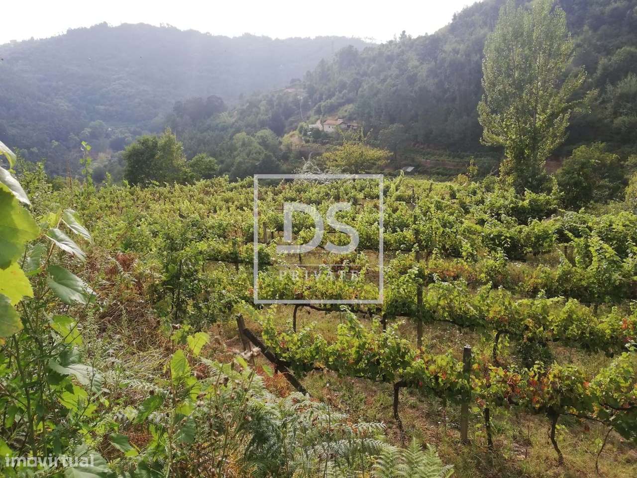 Quinta com vinha, monte e ruína - Grande imagem: 4/14