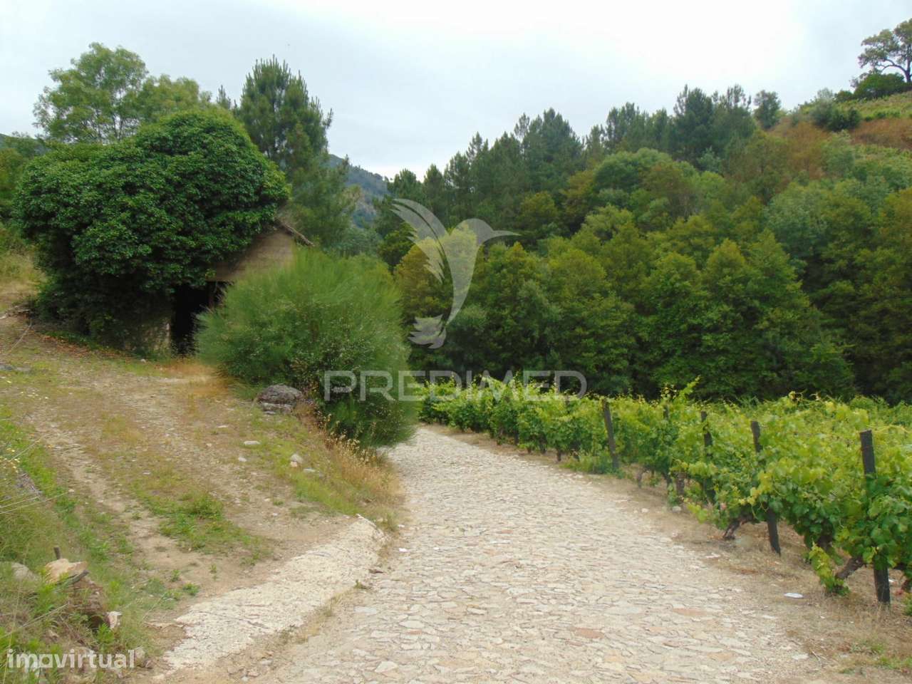 Quinta c/ vinha em produção em Santa Marta de Penaguião - Grande imagem: 4/33