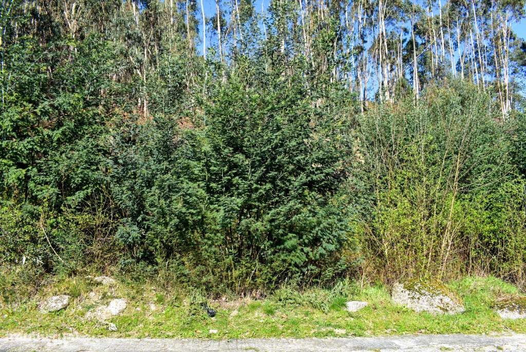 Lote Construção - Vieira do Minho - Grande imagem: 3/10