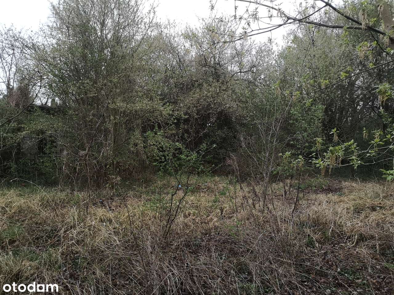 Puszczykowo, przy Warcie-7