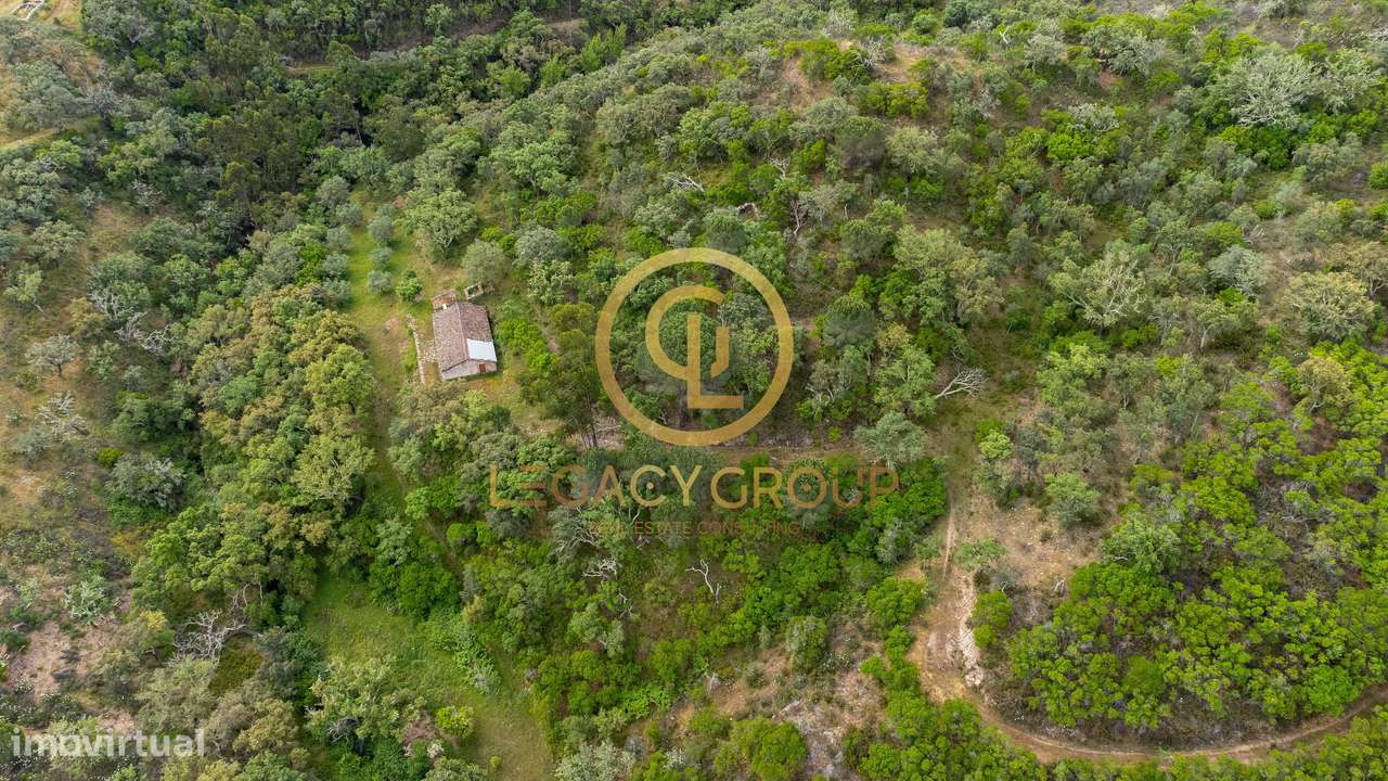 Quinta de 6 hectares perto de São Martinho das Amoreiras-10
