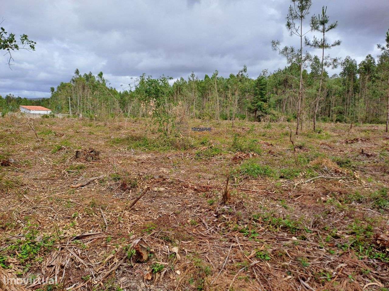 Terreno viabilidade construção Hotel Rural São Martinho do Porto - Grande imagem: 4/14