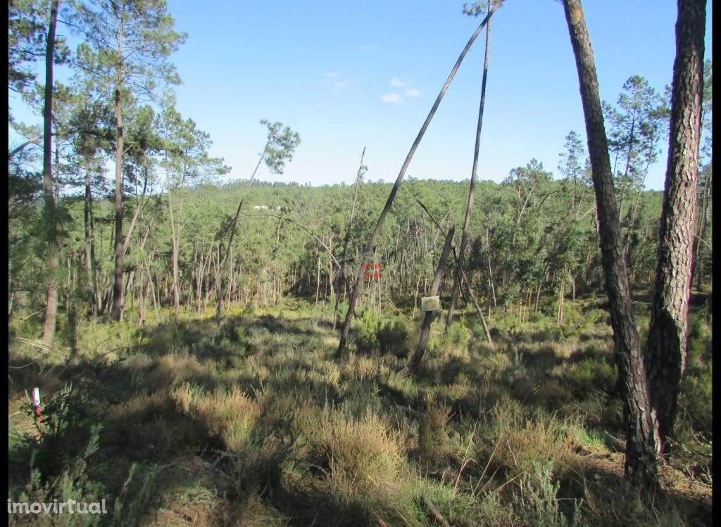 Terreno de Pinhal