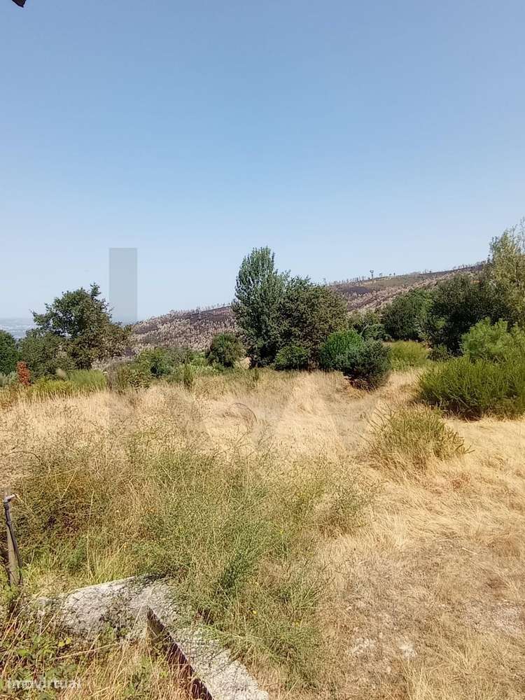 Excelente Oportunidade de Investimento - Fornelos, Cinfães - - Grande imagem: 4/9