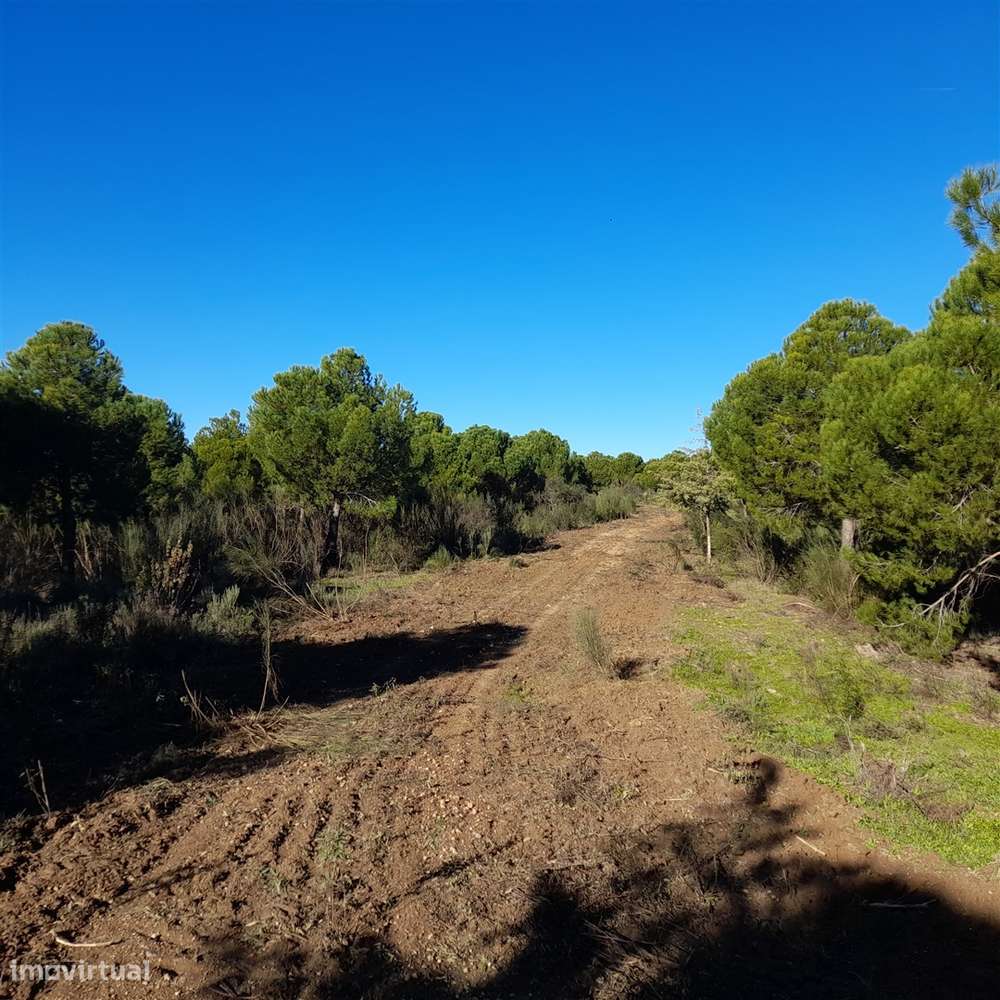 Herdade T5 Venda em Escalos de Baixo e Mata,Castelo Branco-26