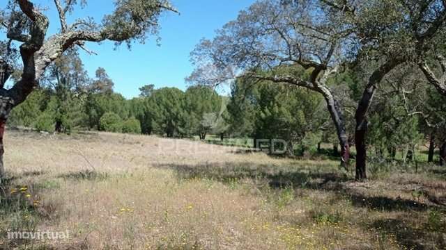 Terreno Rústico 5 hectares Couço - Grande imagem: 5/9