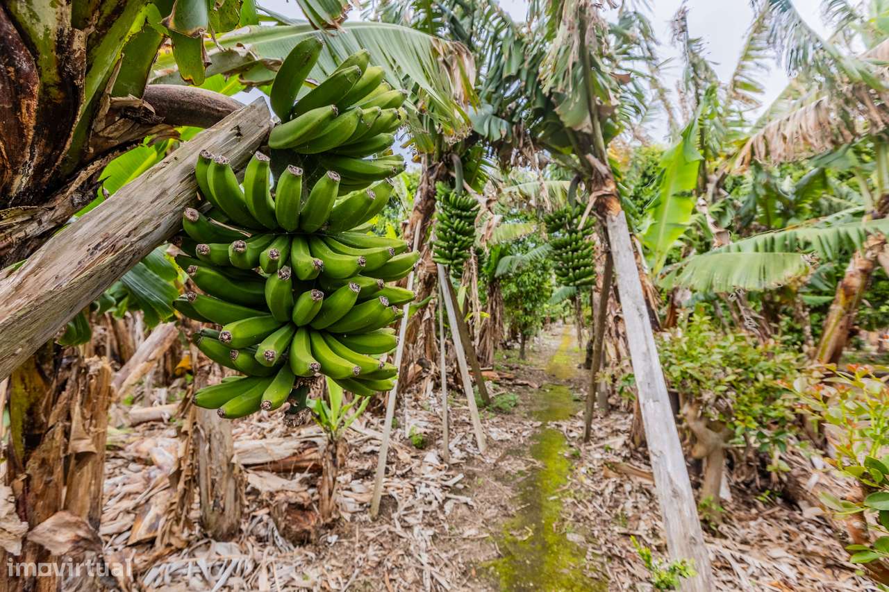Terreno Rústico - Vila Franca do Campo - Grande imagem: 4/12