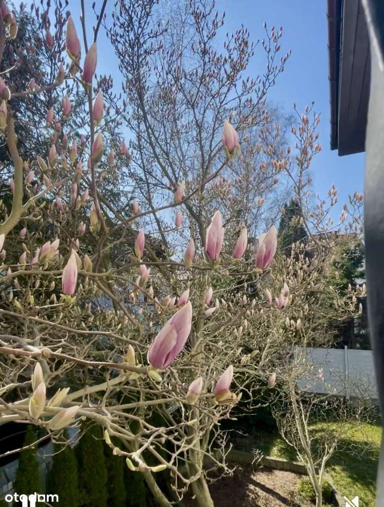 5 sypialni, przestrzeń i wygoda ul. Dominikańska - Pełny obrazek: 4/20