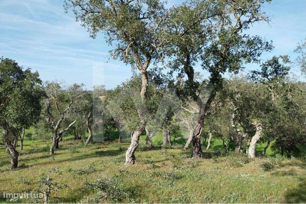 Terreno rústico em Grândola Melides - Grande imagem: 3/11