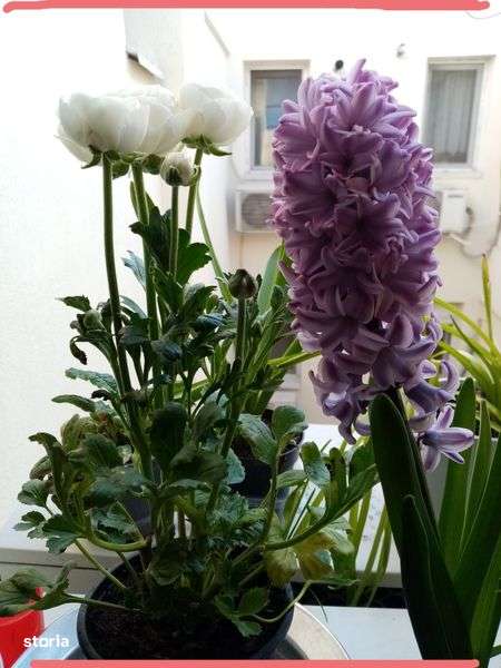 PROPRIETAR AP 3 camere DECOMANDAT  Central  Cartier Studio - Imagine principală: 4/6