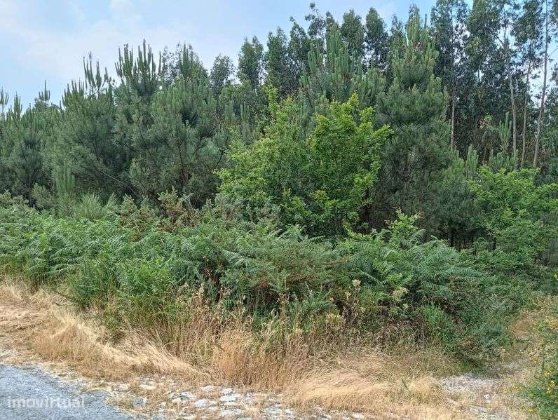 Terreno Rústico com 8.106 m² - Vila Chã do Monte – Torredeita - Grande imagem: 4/6