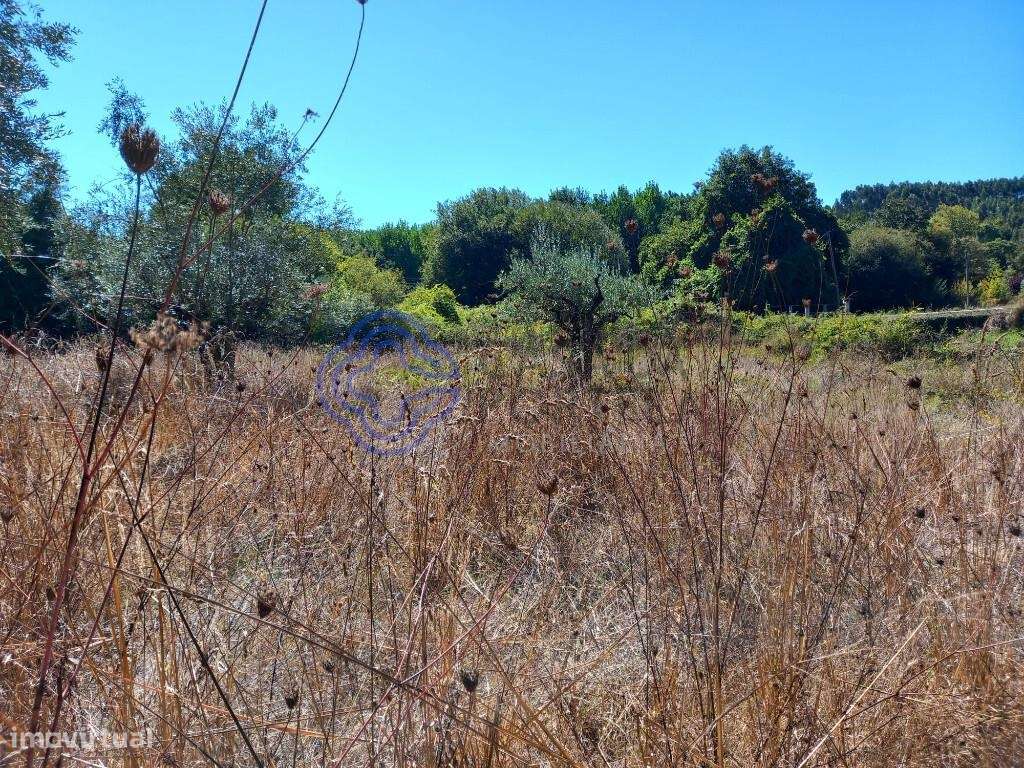 Terreno agrícola com uma ribeira a 10 minutos de Dornes-12