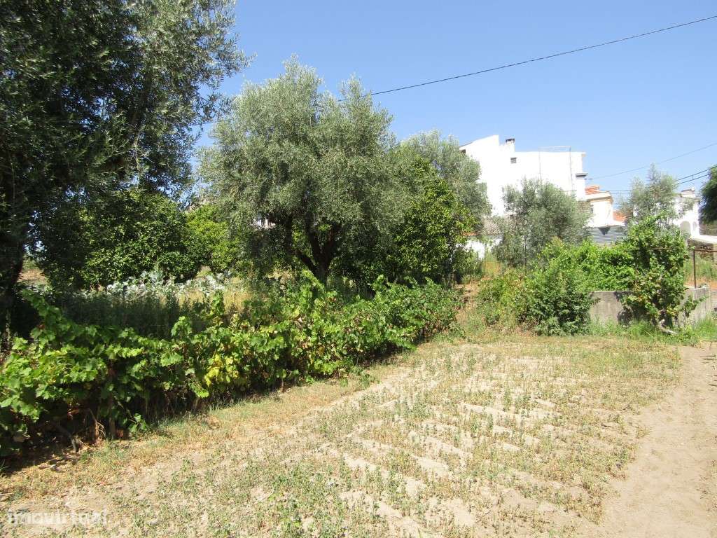 Lote da Tapada, Sardoal-9