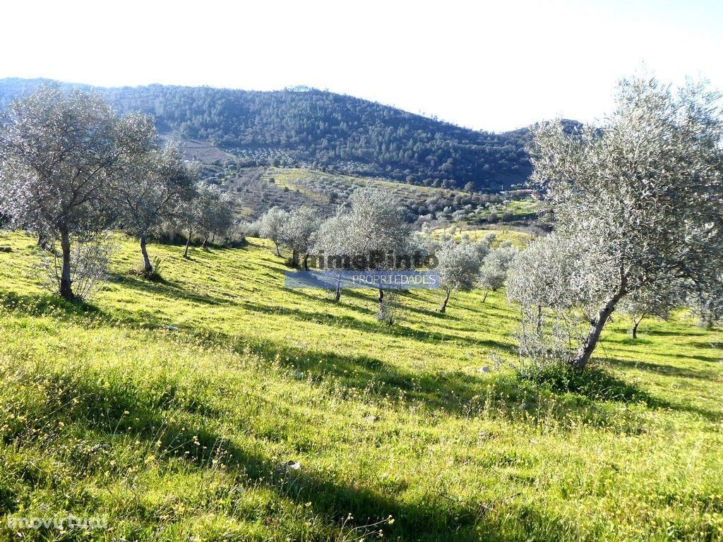 90ha com Olival, Cortiça, Floresta e Caça. Portugal, Alfândega da Fé.