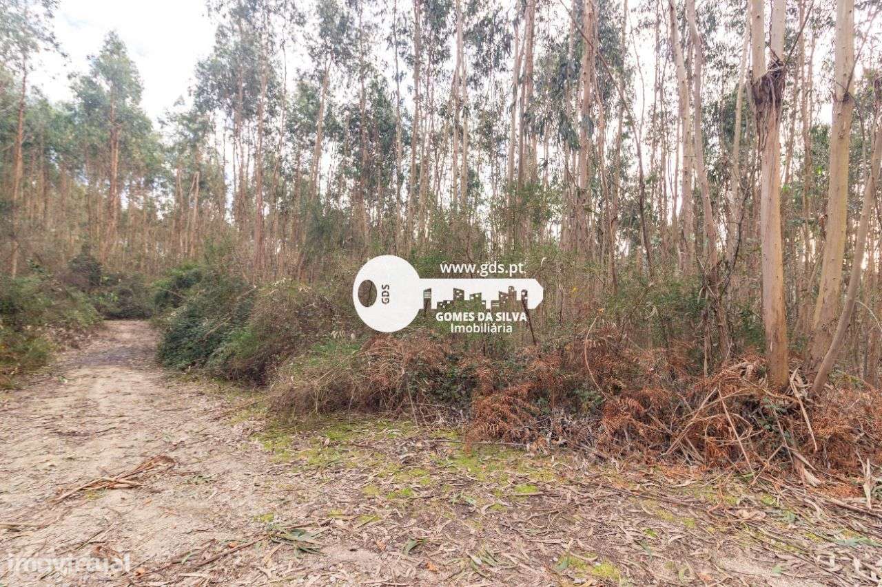 Terreno Rústico à Venda – 6.600m² | Travassos, Morreira, Braga-3