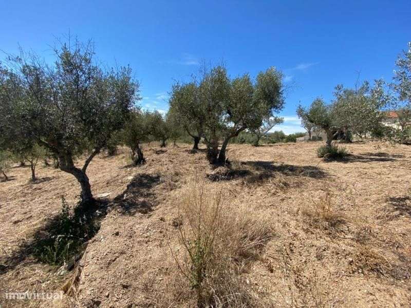 Quinta - Grande imagem: 3/4